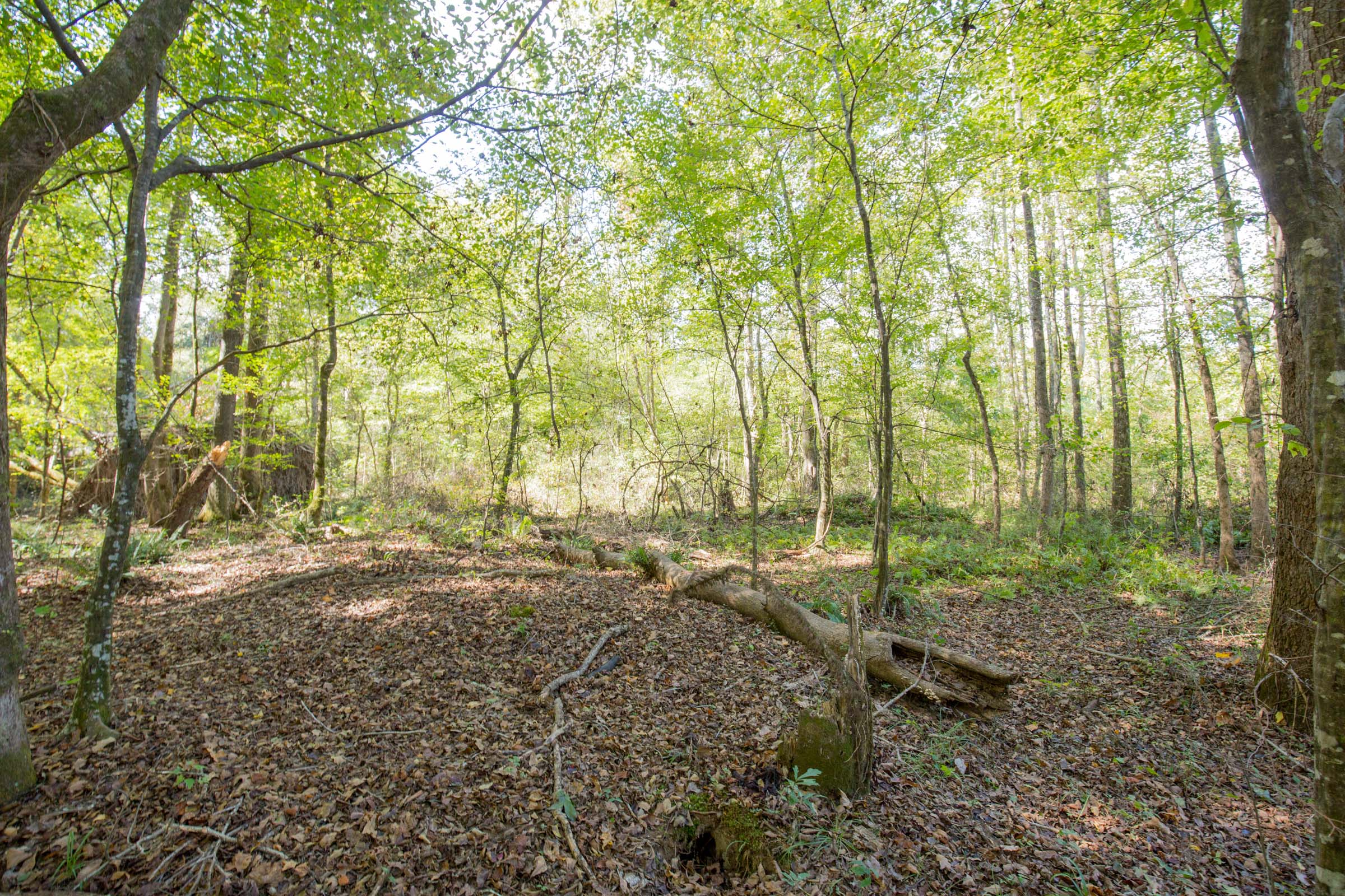 Tract 10 at Sky Ranch in Attala County, Mississippi