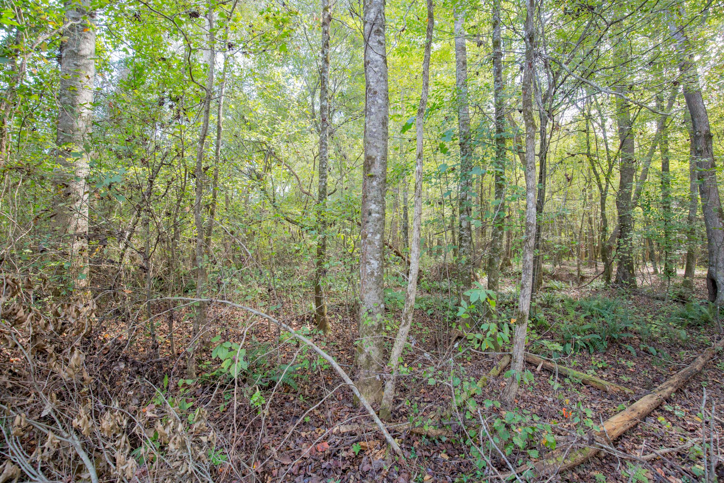 Tract 8 at Sky Ranch in Attala County, Mississippi